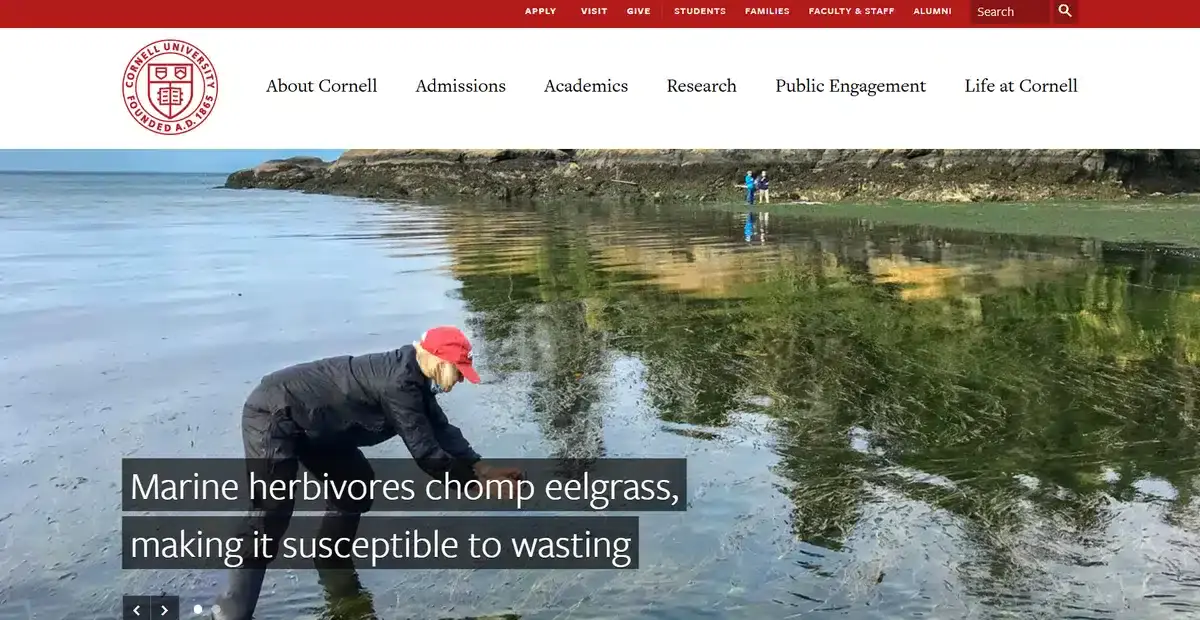 Cornell University's website showing a researcher grabbing eelgrass