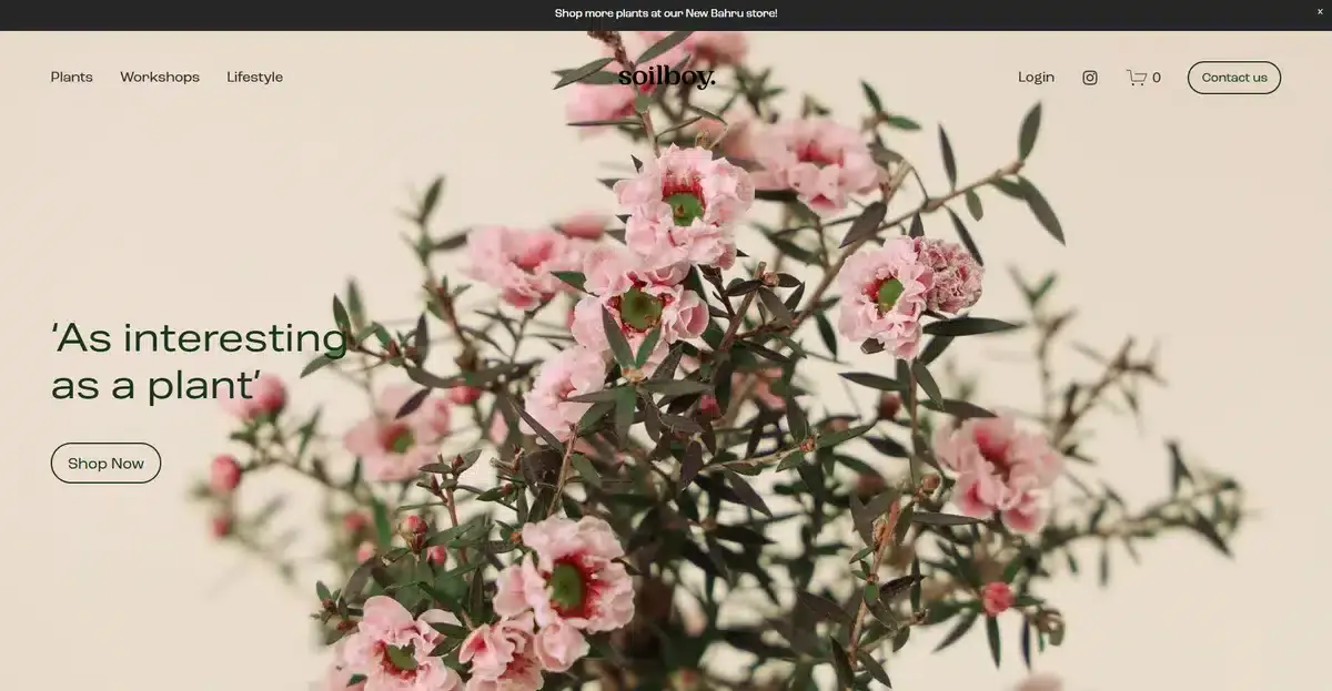 soilboy's business website with a close up of one of their bonsai trees